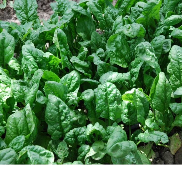 🔆🔆1200+ GIANT NOBLE SPINACH SEEDS NON – GMO LONG STANDING SPINACH VARIETY 🔆