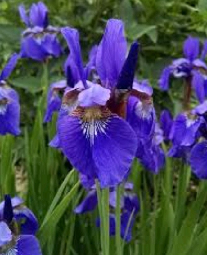 LAVENDER-BLUE SIBERIAN IRIS 1000 SEEDS, IRIS SIBIRICA