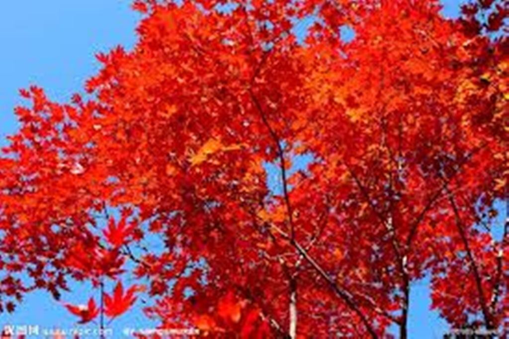 50 TREE SEEDS: Red Maple (Acer rubrum) | USA SELLER – Hand picked April 2025