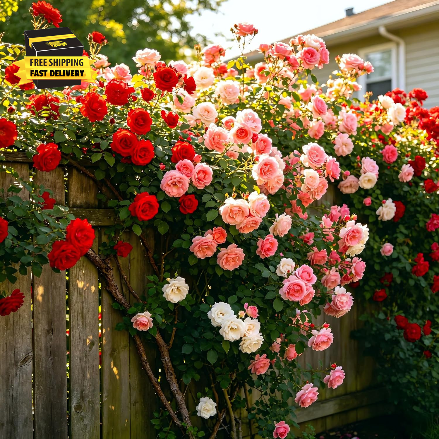 Carpetc 250+ Mixed Climbing Rose Seeds for Planting, Rosa Hybrid Rambling Vine w