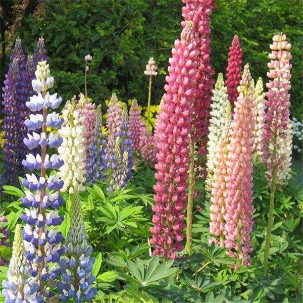 50+LUPINE RUSSELL MIX Seeds Native Wildflower Pollinators Cut Flowers Perennial