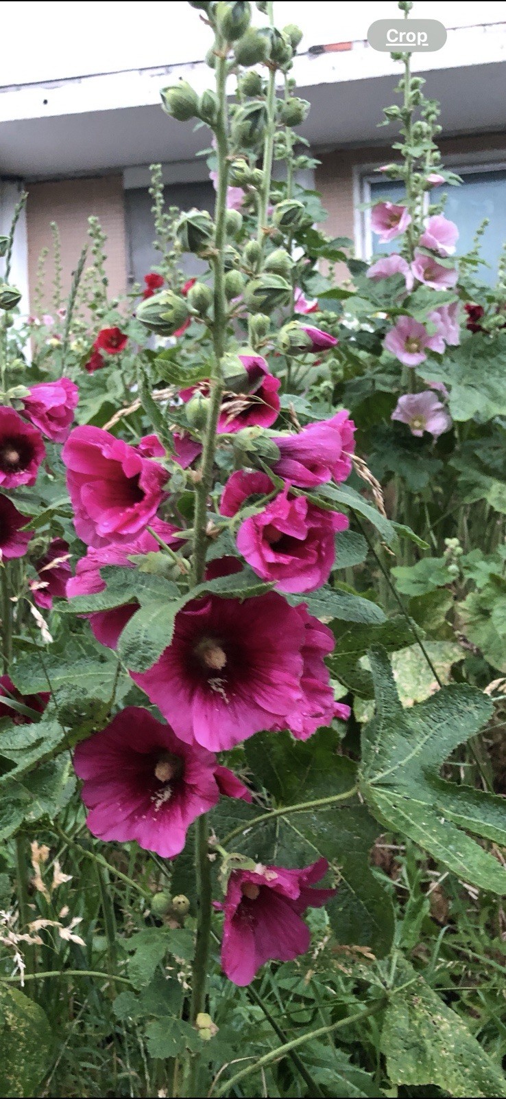GIANT HOLLYHOCK MIXED COLORS 50 SEEDS, HARDY PERENNIAL, EZ TO GROW, USA SELLER