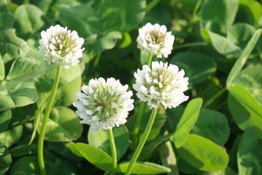 Clover Seed Mix Honeybees, Pollinators, Turkeys, Deer – For Spring Fall 1/2 acre