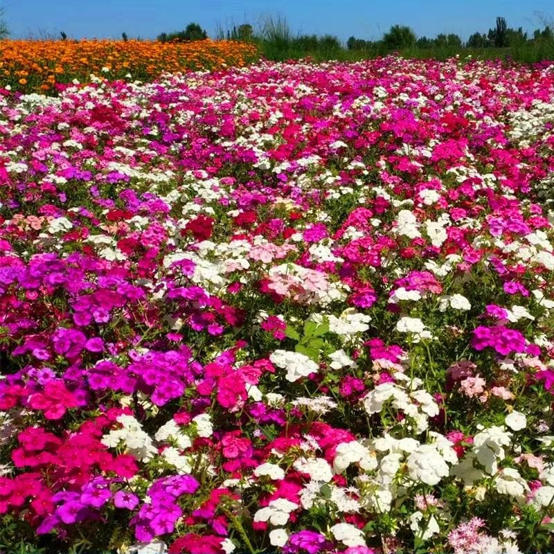 1200+ Mixed Phlox – Creeping Perennial Ground Cover – Popstars Phlox Creeping C