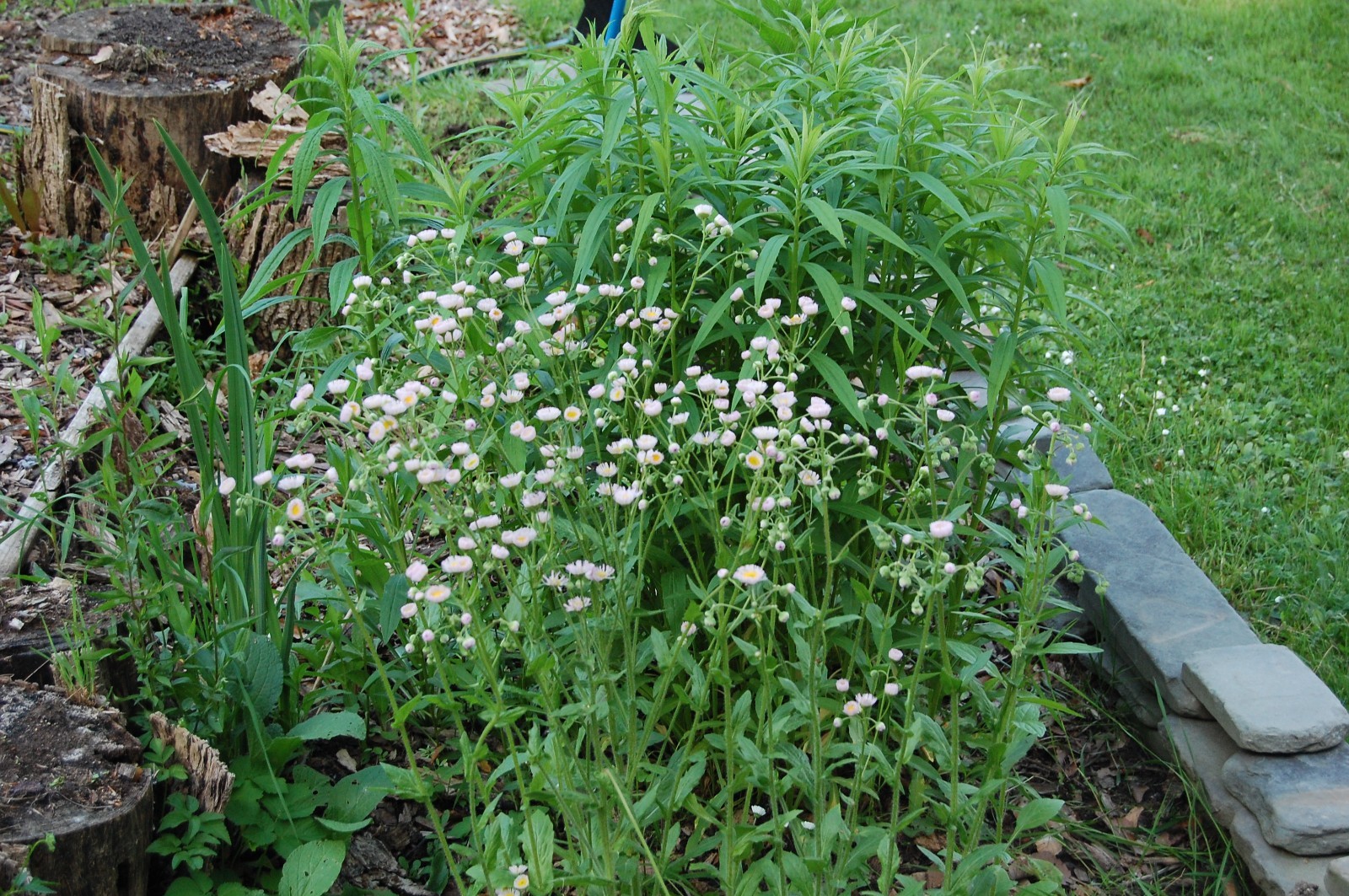 1/4 TSP + PHILADELPHIA FLEABANE DAISY SEEDS/Erigeron philadelphicus/NATIVE US