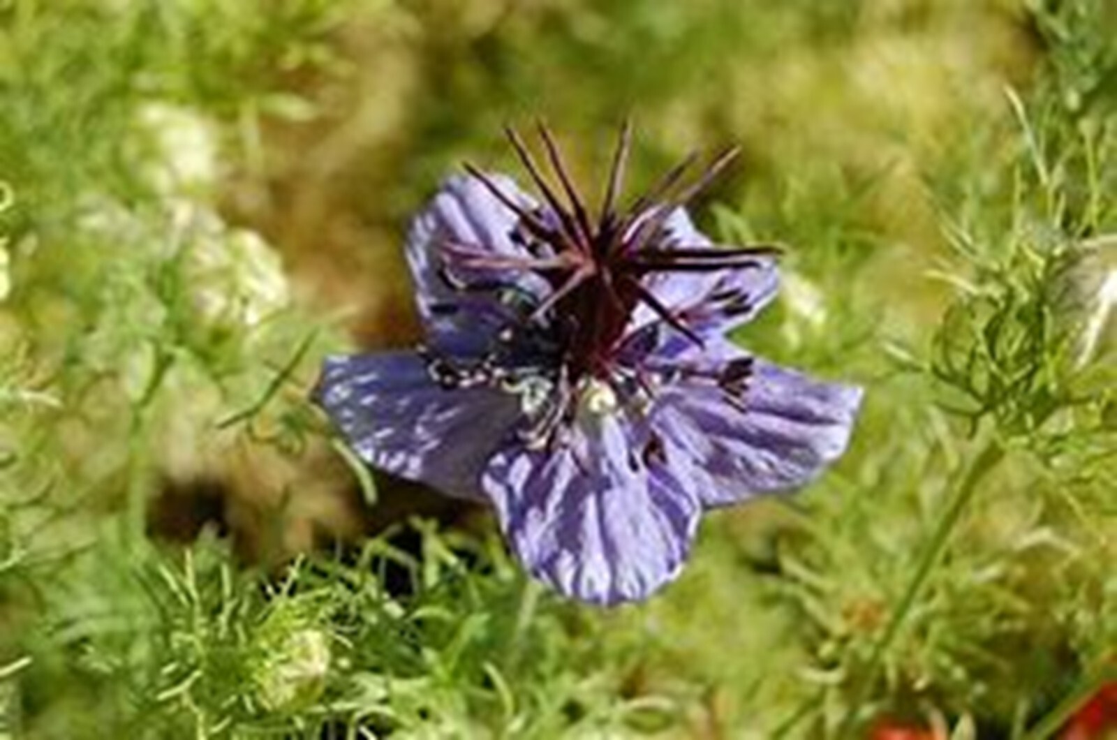 Spanish Fennelflower {Nigella h.} Ornate Blooms 50+ seeds Free Shipping!