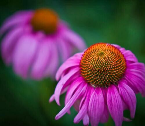 1000+ Annuals & Perennials WildFlower Mix Heirloom Pollinator Non-GMO Fresh Seed