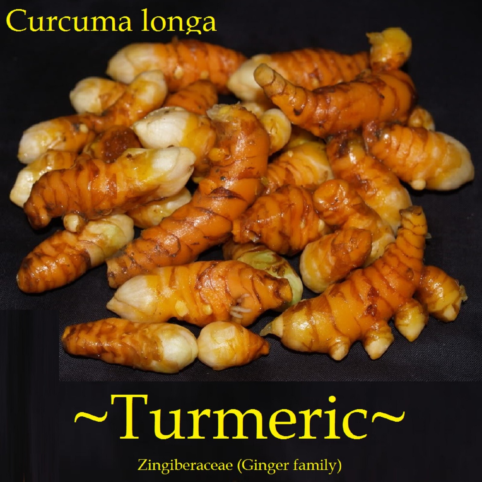 3 Fresh ~TURMERIC~ SPICE Turmeric Roots Curcuma Longa Ready To Plant or eat