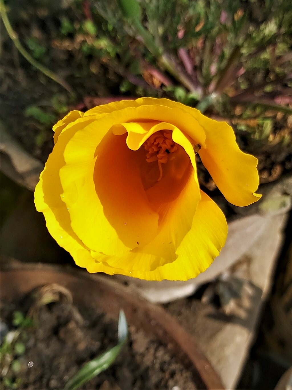 CALIFORNIA POPPY Seeds, Eschscholzia californica *Free Shipping!* 1000+ SEEDS