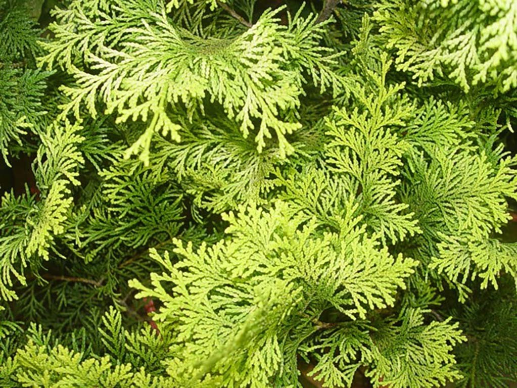 Incense Cedar, Calocedrus decurrens (Libocedrus decurrens), Tree Seeds