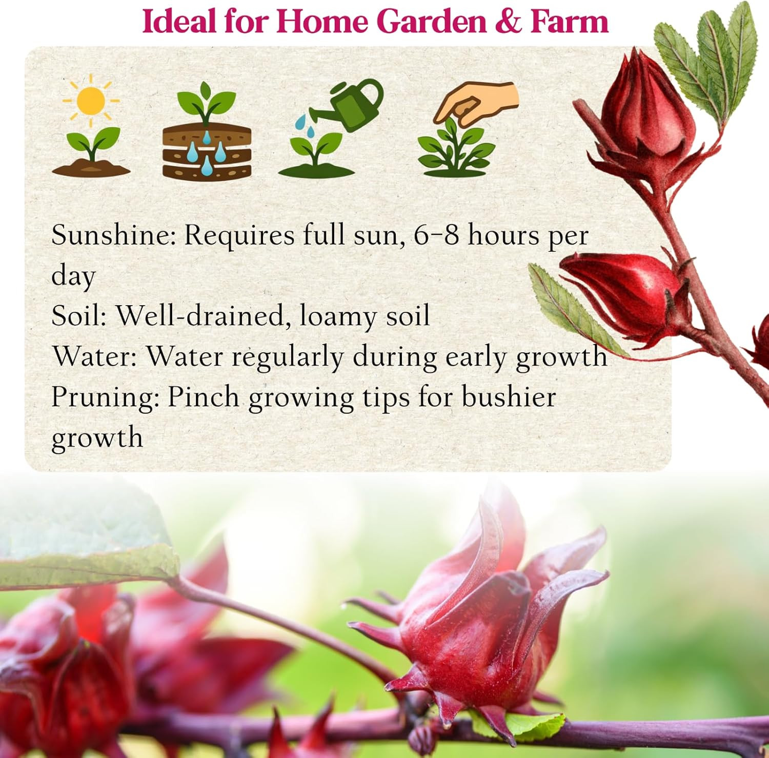 300+ Roselle Seeds for Planting – Hibiscus Sabdariffa, Jamaican Sorrel Seeds Cra