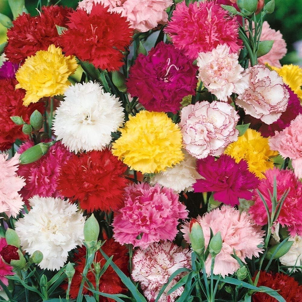 2500 Mixed Carnation Flower Seeds for Planting – Chabaud Mix Perennial