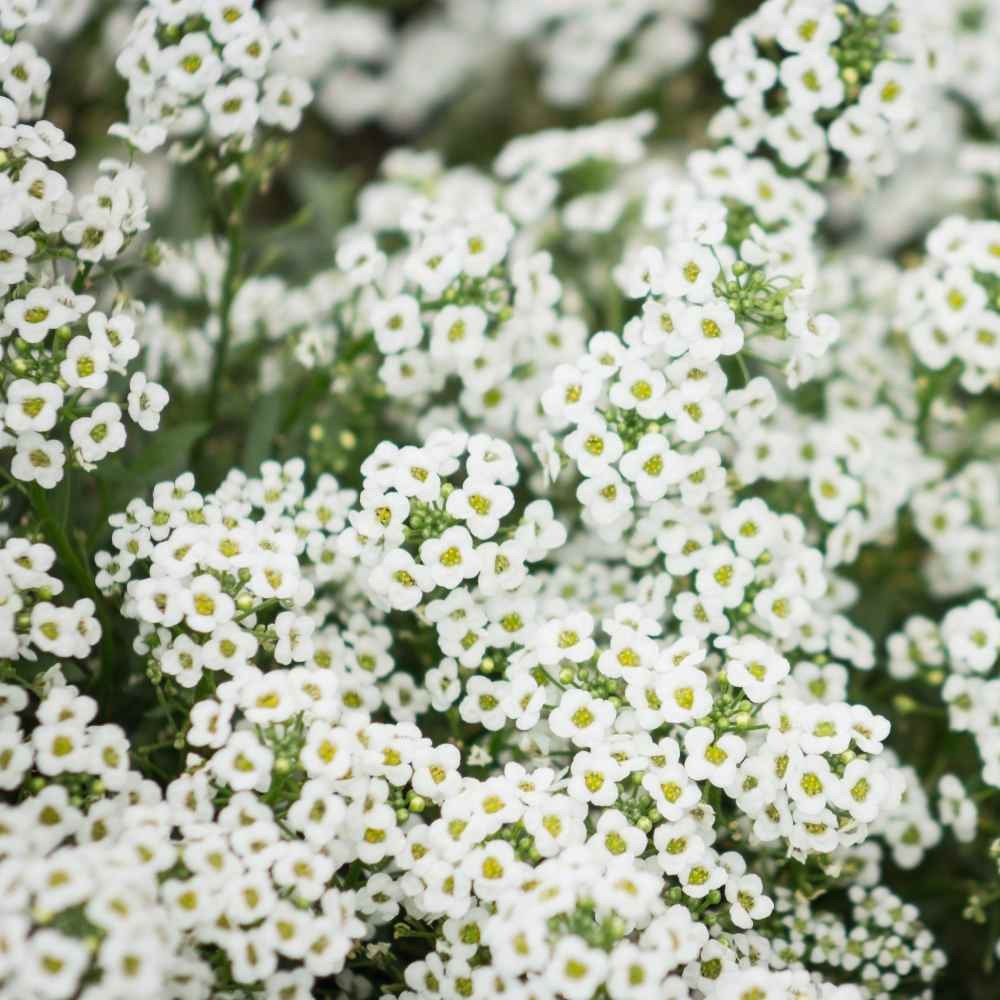 5 LBS White Sweet Alyssum Seeds For Planting | Lobularia Maritima |