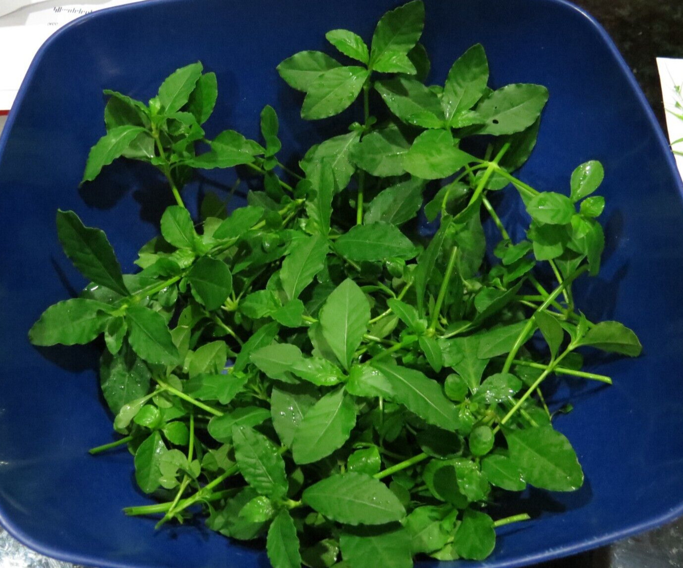 200+Sessile Joyweed/Ponnanganni/Mukunuwenna/Dwarf Copperleaf/Alternanthera Seeds