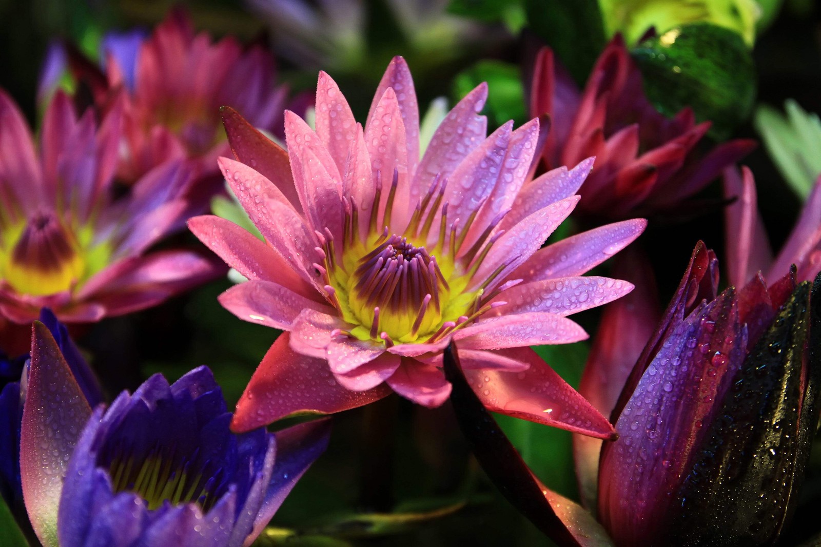 3 Organic Mixed Colors LOTUS Nelumbo Pond Water Lily Lilypad Blue Flower Seeds