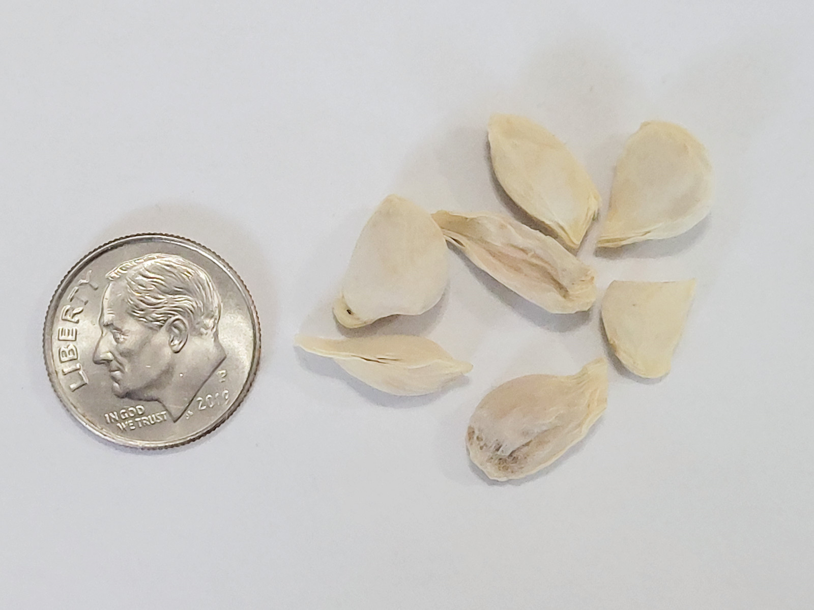 Citron Seeds – Citrus medica – Fragrant Evergreen Fruit Tree Etrog Lemon TCM