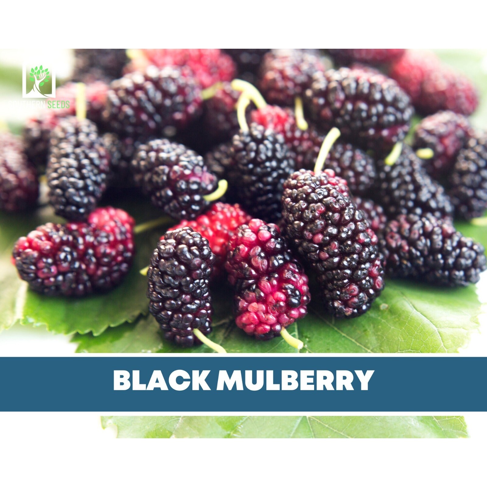 Mulberry, Black – Heirloom Seeds – Culinary & Medicinal – Non GMO (Morus nigra)