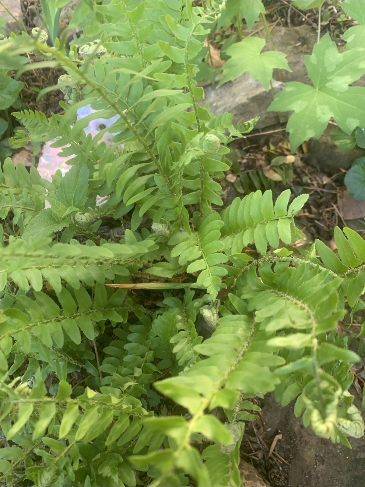 Christmas Fern – 24 Long Starter Plants with roots Organic Evergreen Native