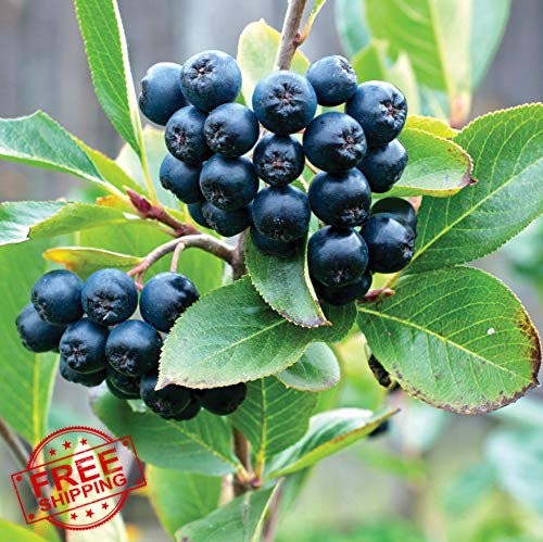 Aronia Melanocarpa Black Chokeberry Seeds 300+ for Planting Non-GMO Heirloom …