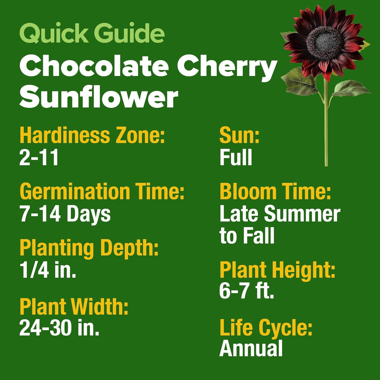 Chocolate Cherry Sunflower Seeds – 150 Heirloom Non-Gmo Seeds – Burgundy Sunflow
