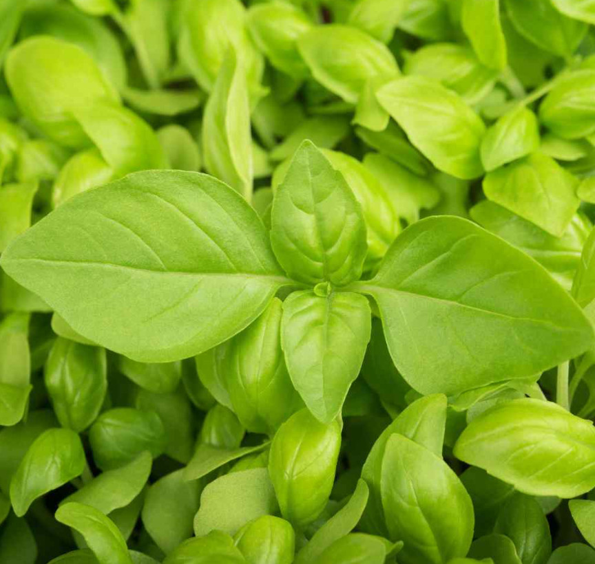 Basil LEMON Citrus Flavor Vinegar Soups Award Winning Non-GMO 200 Seeds