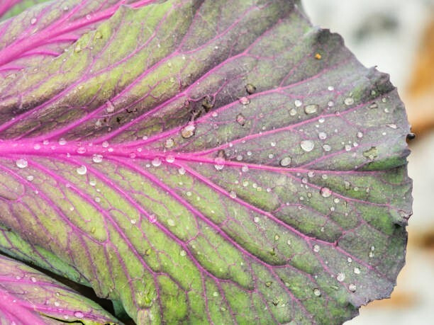 500 RED RUSSIAN KALE SEEDS | 2026 SALE FREE SHIPPING NON GMO HEIRLOOM