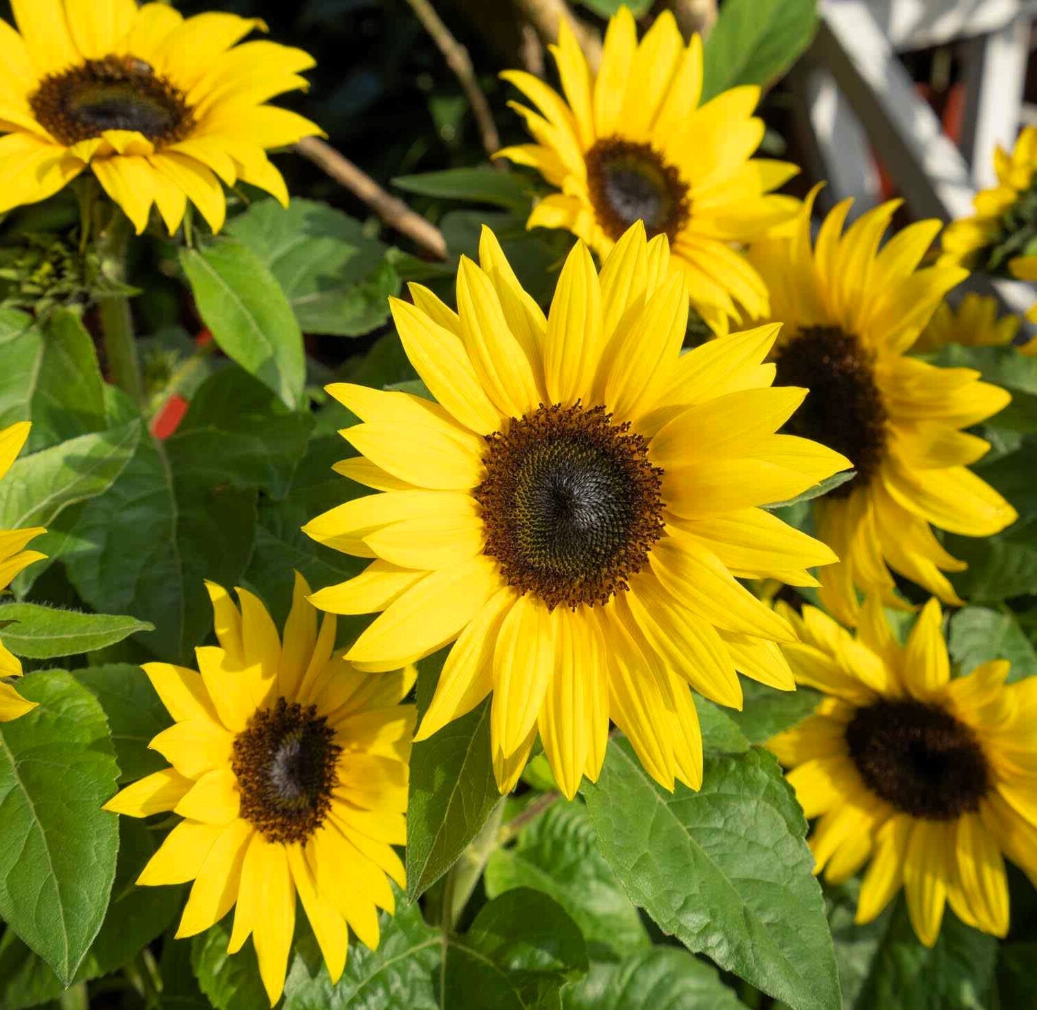 Dwarf Sunspot Sunflower Seeds 10+