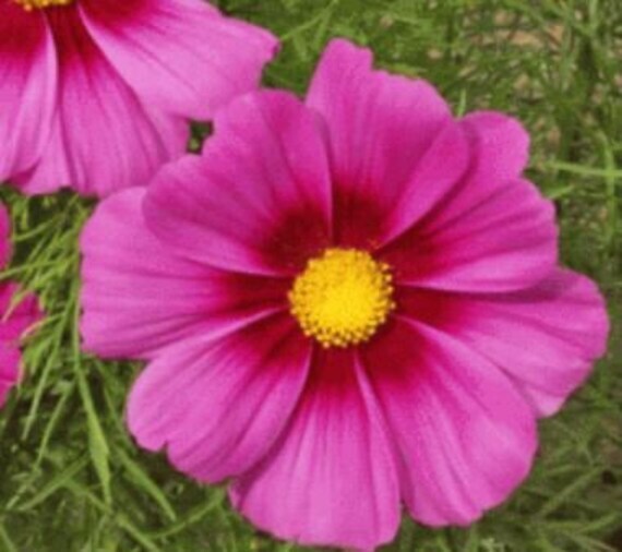 Cosmos Radiance Flower Seeds 100 Ct Cosmo Bipinnatus CUT FLOWER USA FREE S&H