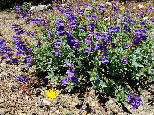 Penstemon azureus | Azure Penstemon | 10 Seeds