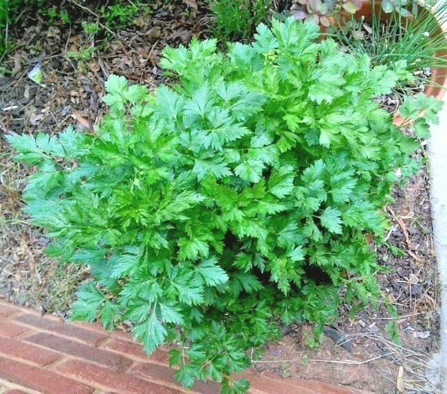 301+ITALIAN Flat Leaf PARSLEY Seeds Organic Herb Garden Containers Culinary Easy