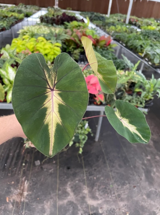 Waikiki Colocasia Live Plant – 6-10″ Tall – Colorful Elephant Ear for Containers