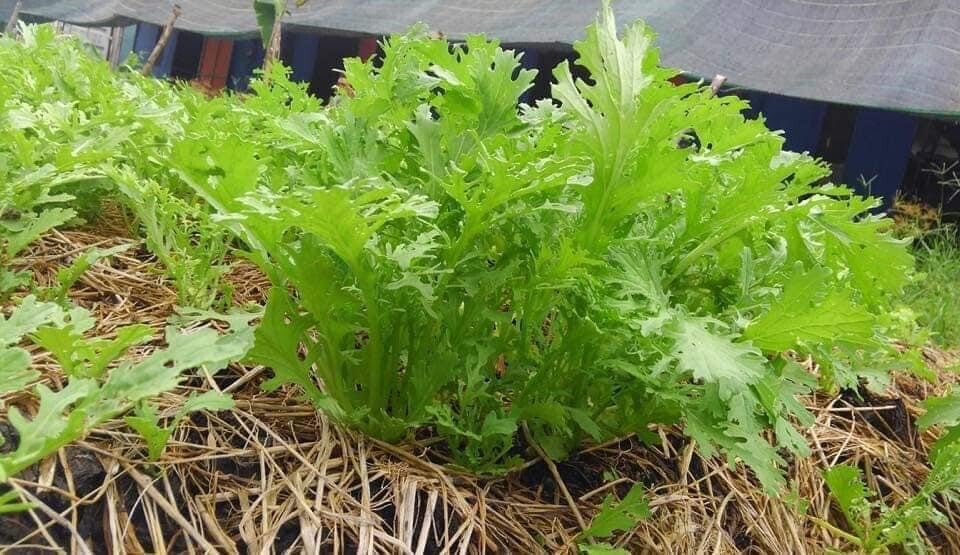 Cai Ngot Duoi Phung Xanh 1000 seeds + 500 Free, easy to Grow Cải Đuôi Phụng