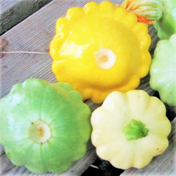 3 Colors Mix Patty Pan Seeds | Yellow, Green, White (Bush Scallop Squash) 2023