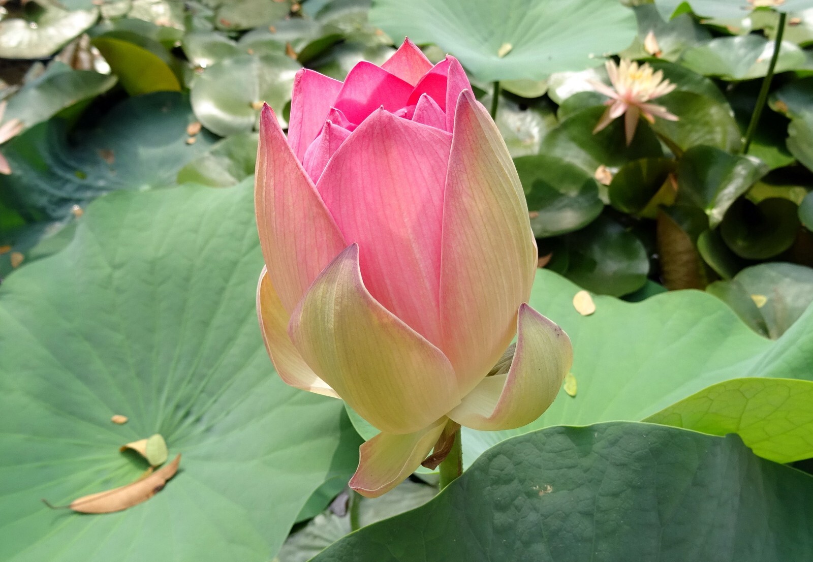 5 Nelumbo Seeds – Wild Indian Lotus – Lily- Water Plant Seeds