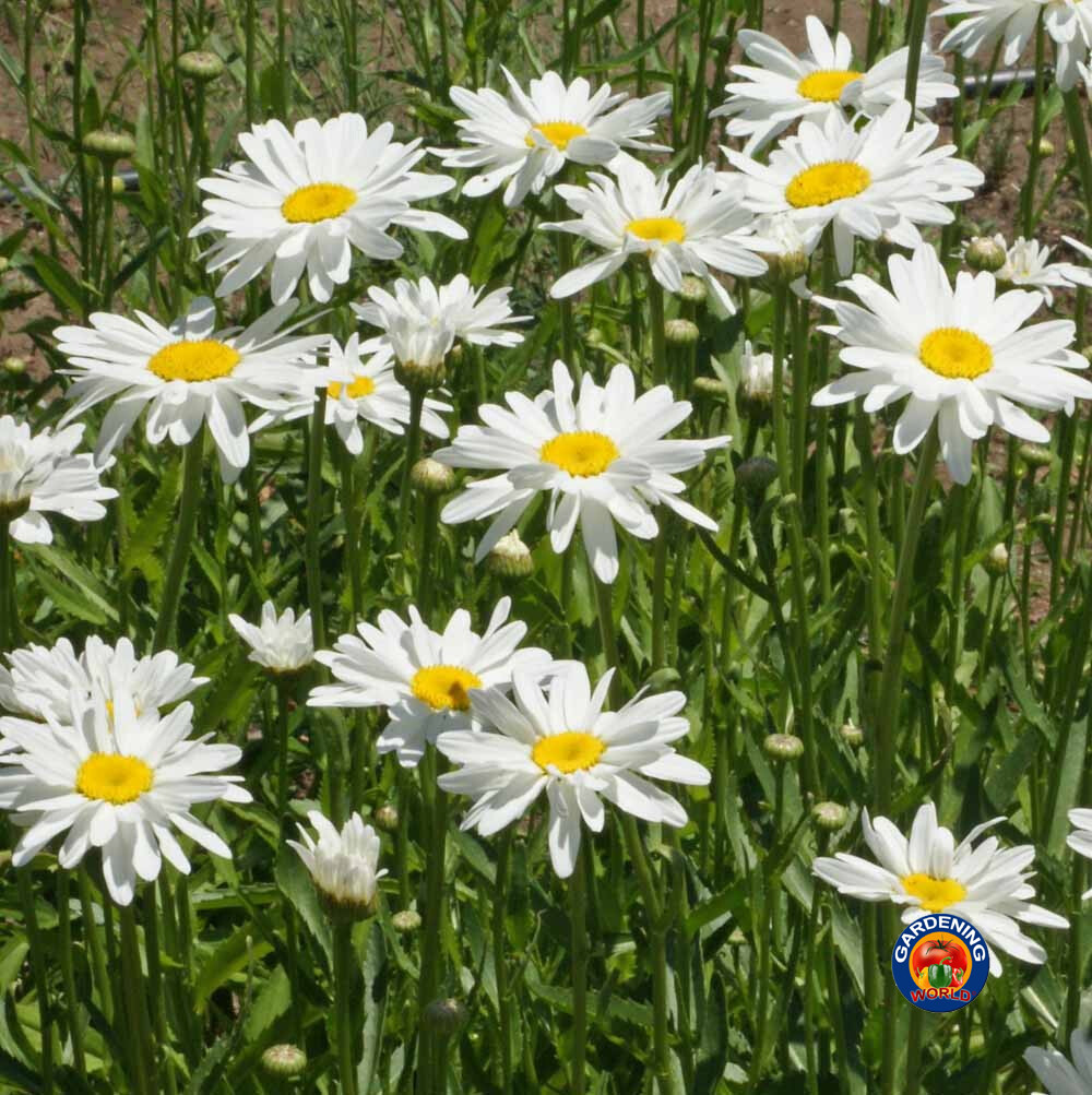 1oz SHASTA DAISY “ALASKA” Chrysanthemum Maximum Flower Seeds (25,000 Seeds)