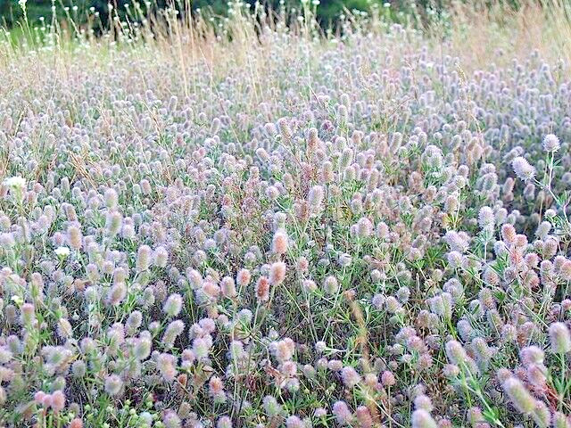 RABBIT’S FOOT CLOVER 200 SEEDS, TRIFOLIUM ARVENSE, FUZZY BUNNIES, EZ TO GROW