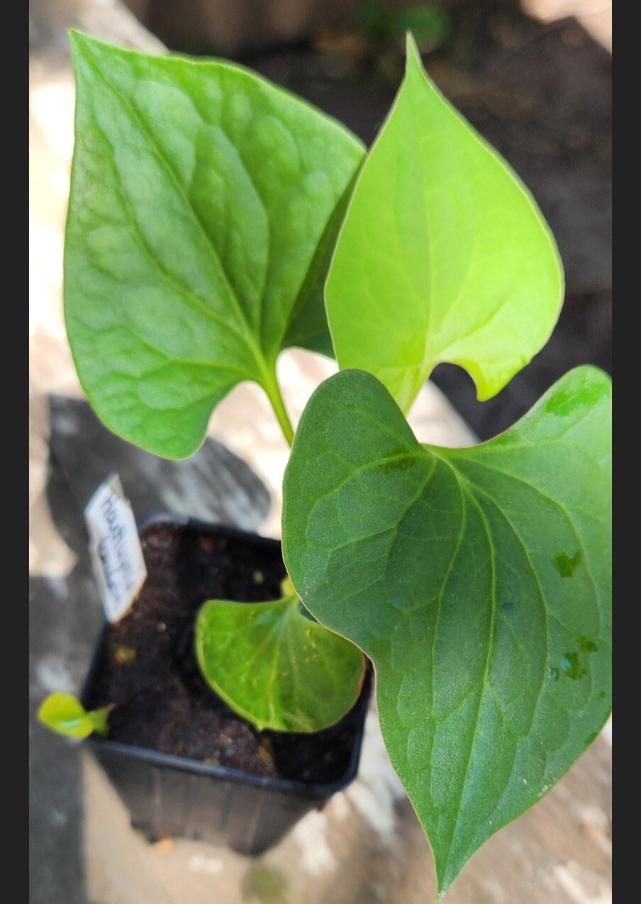 Houttuynia Cordata SEEDS (chameleon or lizzard tail)