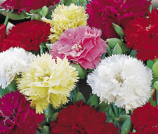 CARNATION CHABAUD MIXED COLORS Dianthus Caryophyllus – 120 Bulk Seeds