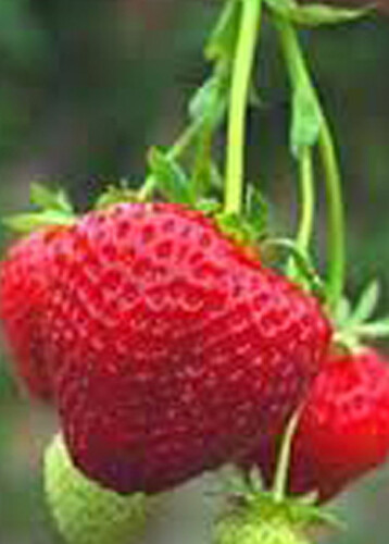 Strawberry “Gigantella Maxim” 100+ seeds for propagation