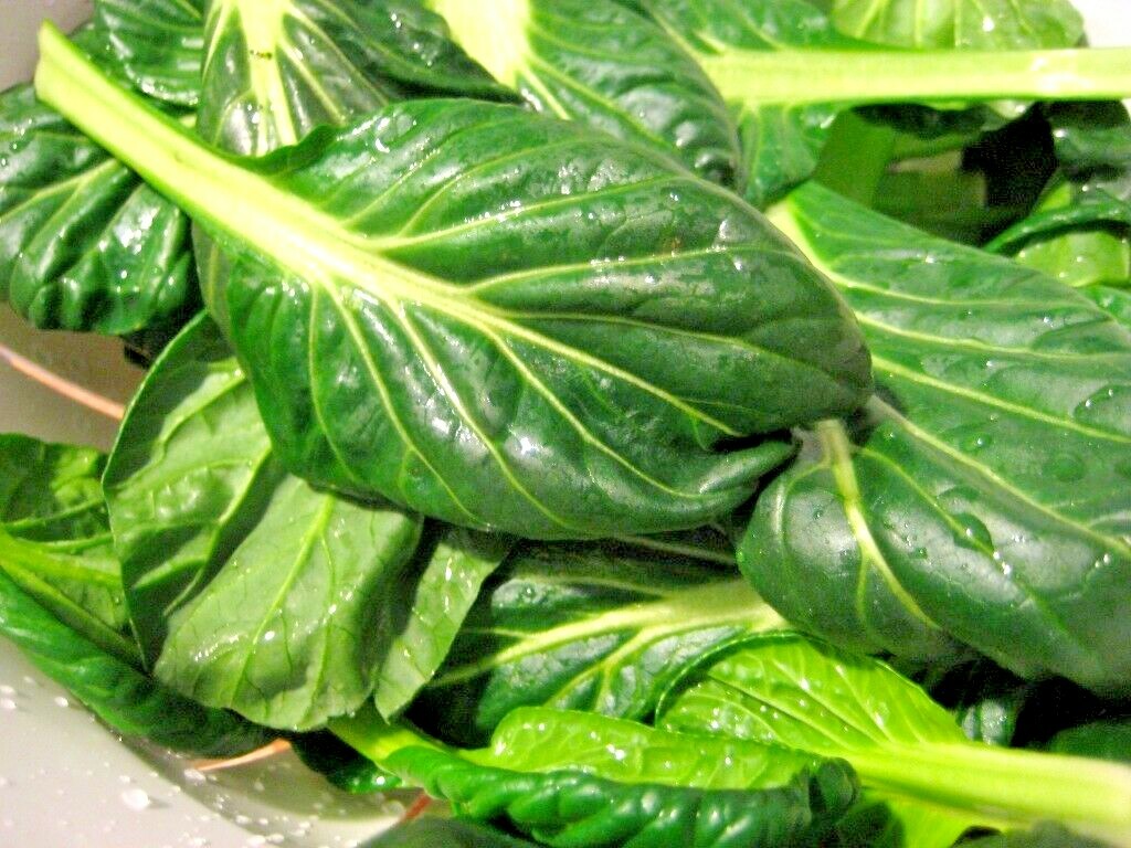 601+TAT SOI Cabbage Seeds Organic Spring Fall Vegetable Garden Containers Asian