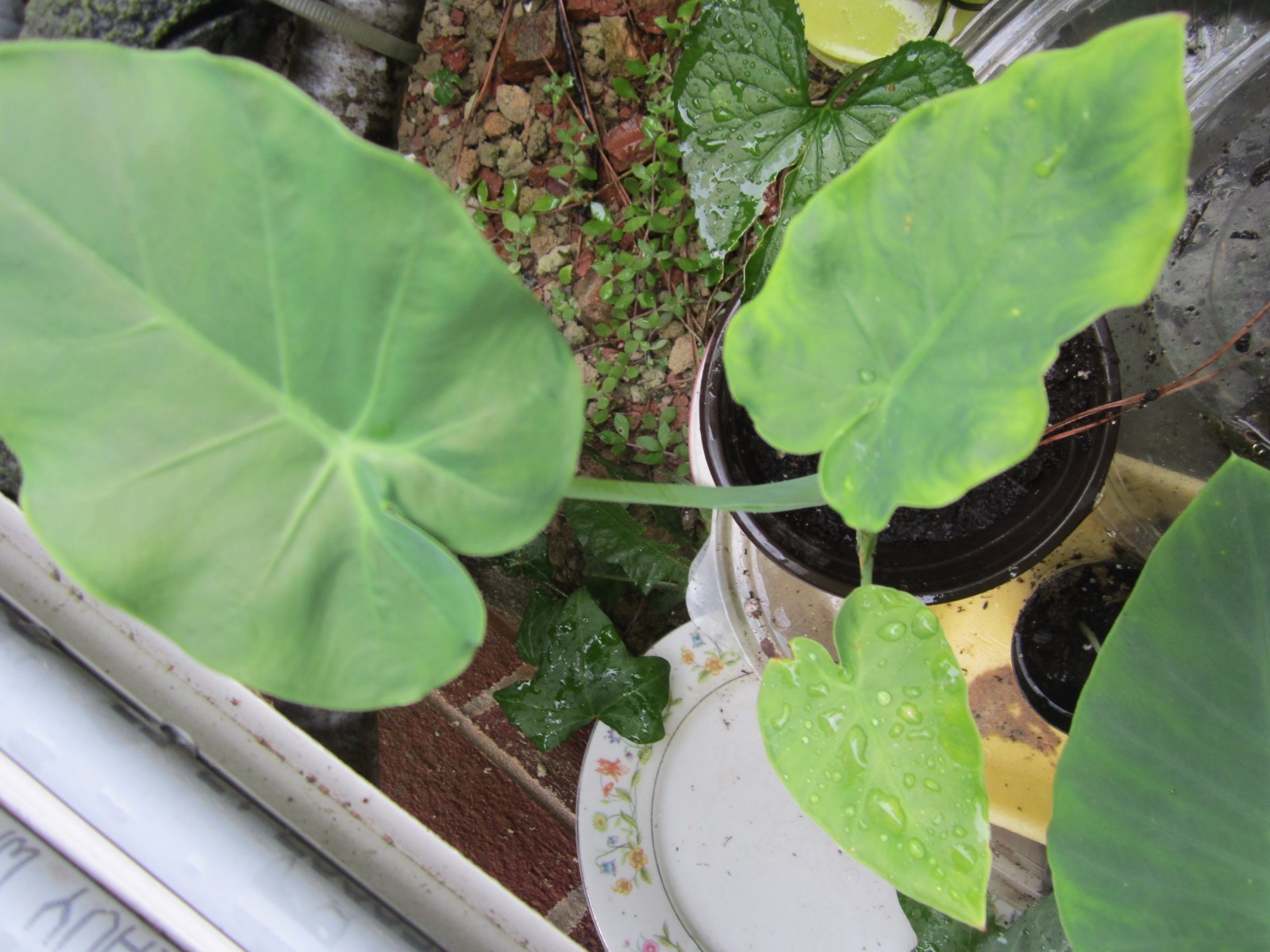 Taro (Colocasia esculenta) — Also called Elephant Ear Buy one get one for good