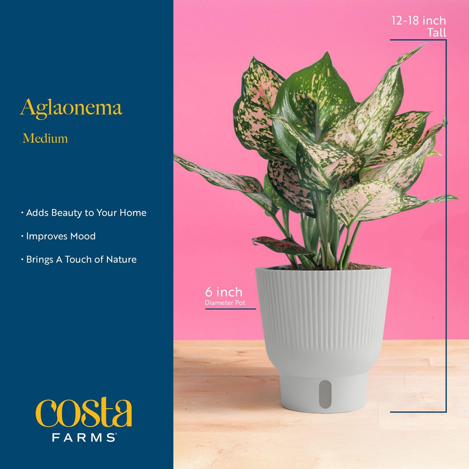 Trending Tropicals Aglaonema Live Indoor Plant, Self Watering Décor Plant Pot…
