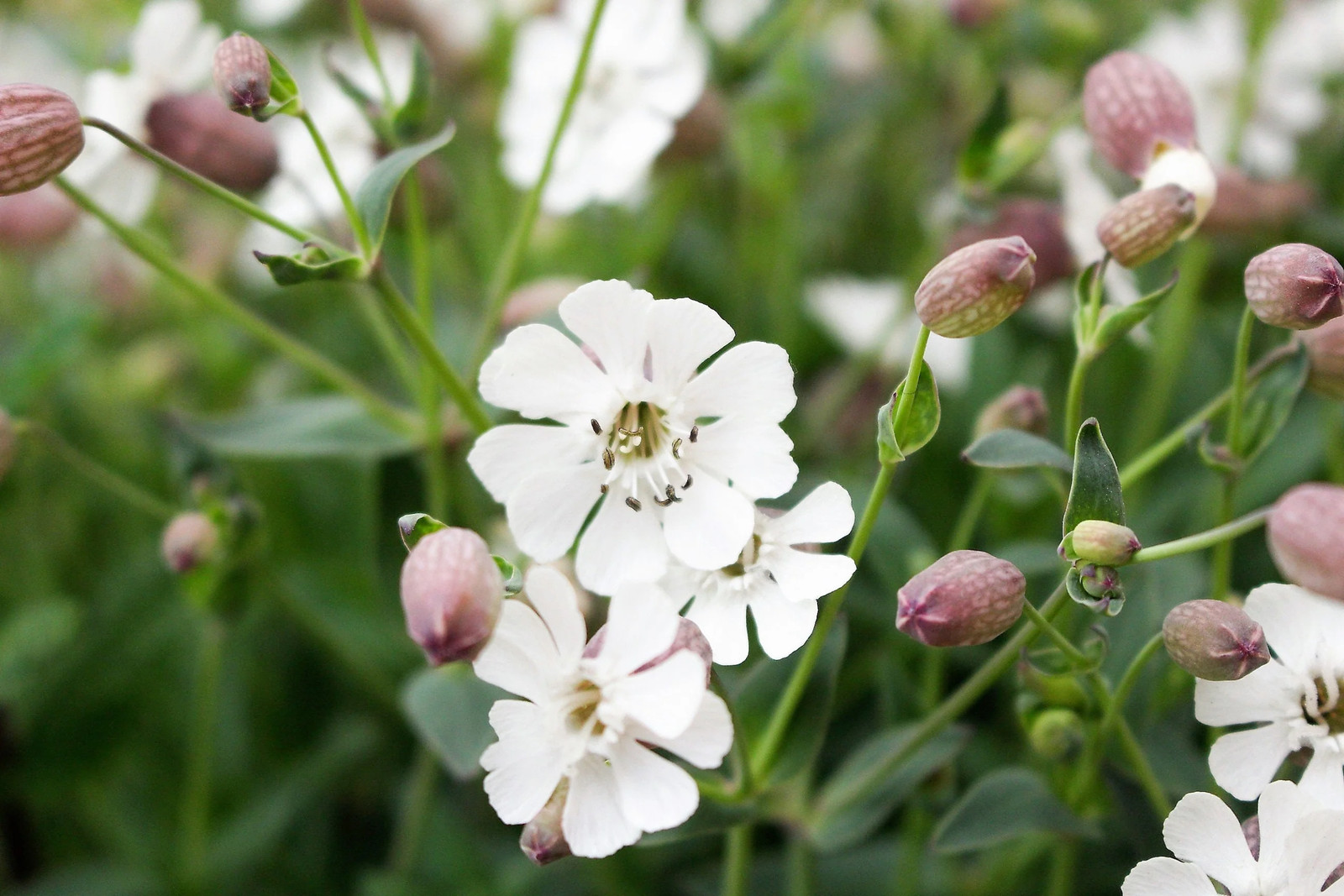 100 MAIDENSTEARS Silene Vulgaris Bladder Campion Pink & White Flower Seeds