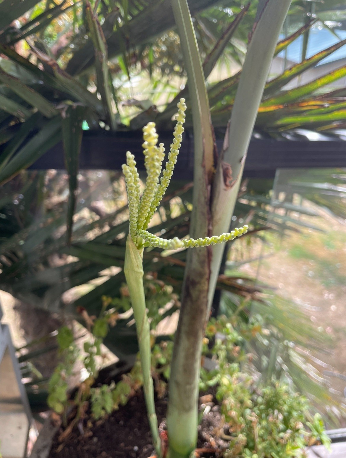 Incredibly Cold Tolerant Feather Palm 14F° Chamaedorea Radicalis Palm Seeds