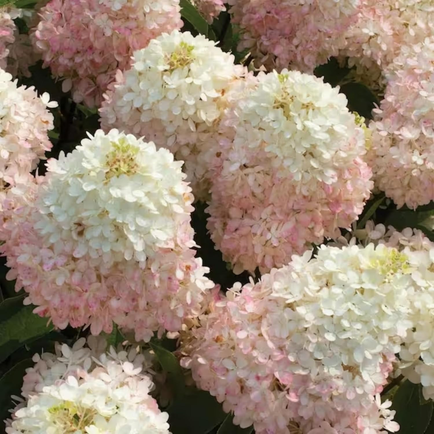 250+ Mixed Panicle Hydrangea Seeds for Planting Flowers Bush Plants Non-GMO H…