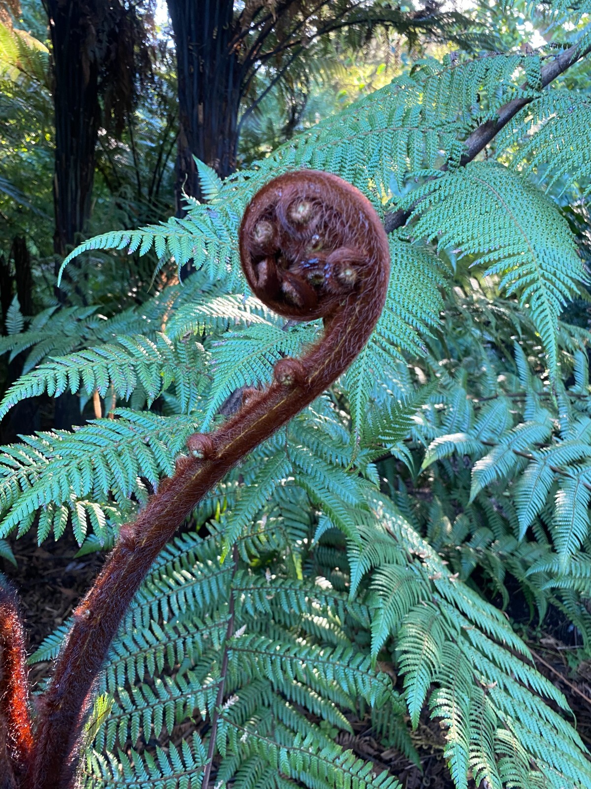 Dicksonia blumei | 100 Spores