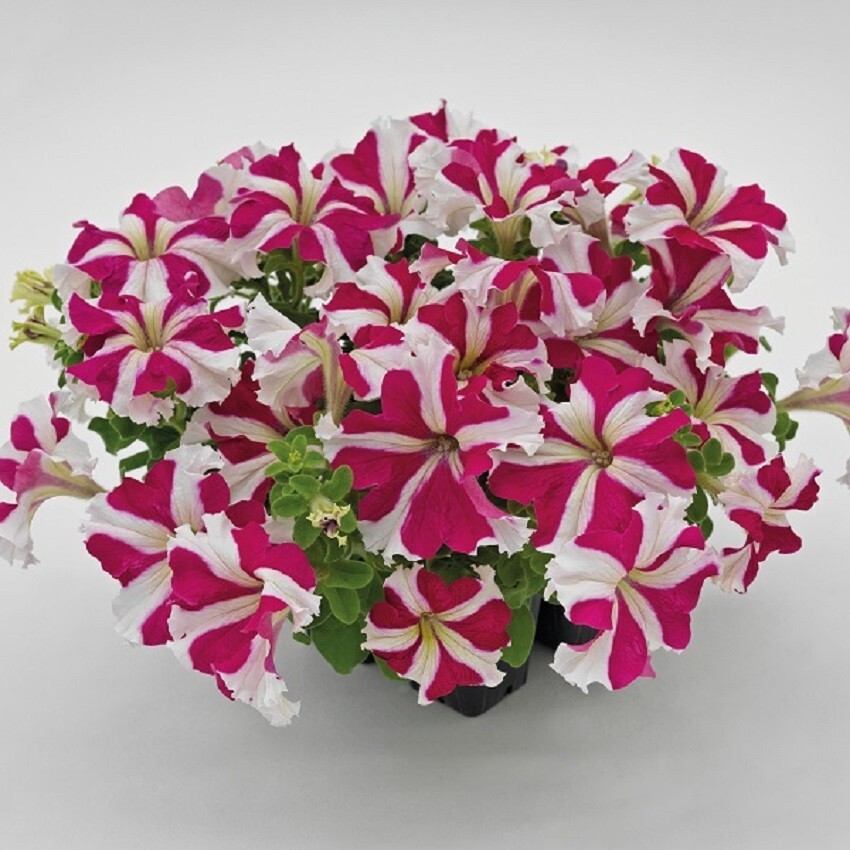 Petunia Success 360 Rose Star 50 Pelleted Petunia Seeds