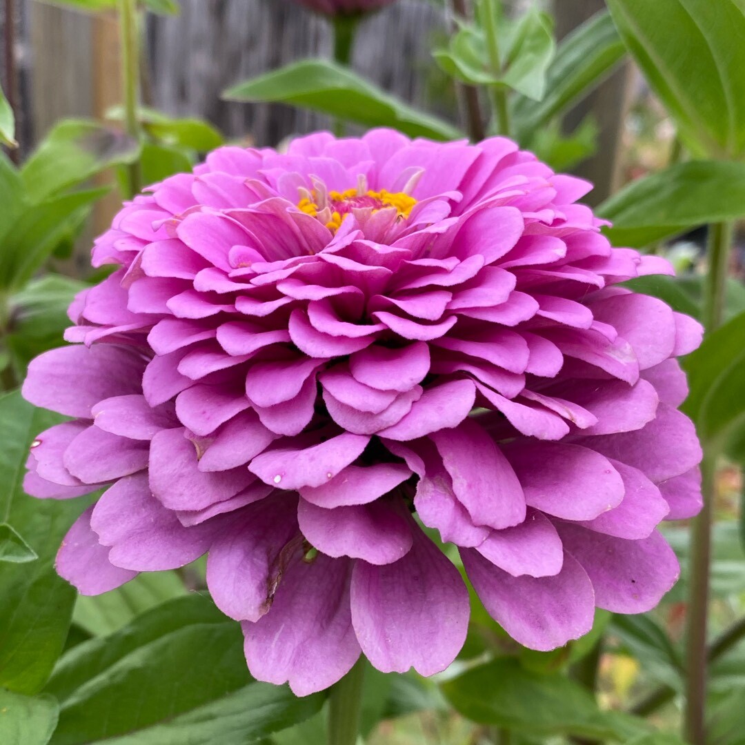 Lavender Zinnia Seeds | Non GMO Pollinator Giant Purple Flower Garden Seed 2024