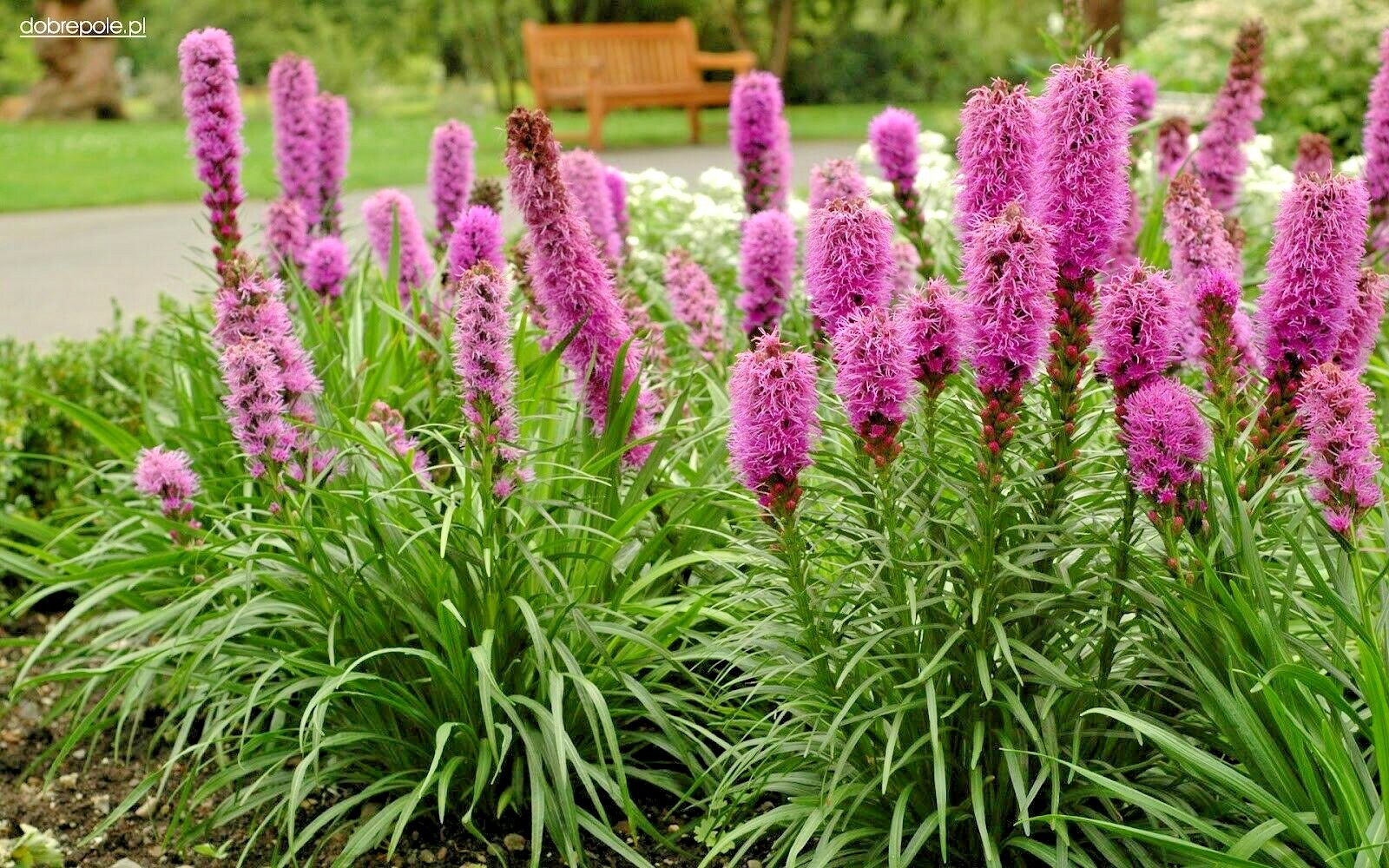 100+ MARSH Dense BLAZING STAR Seeds Gay Feather Native Wildflower Pollinators