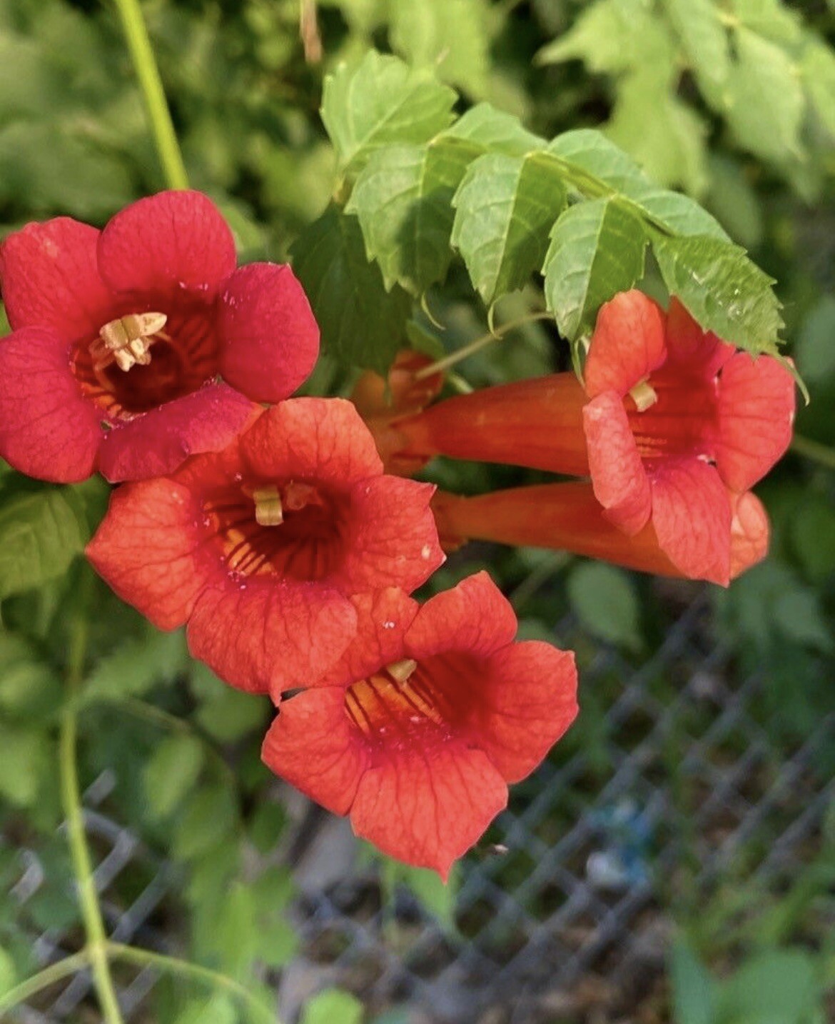 Red Trumpet Creeper, Hummingbird Vine, Campsis radicans, – 50 Seeds 2023 – USA